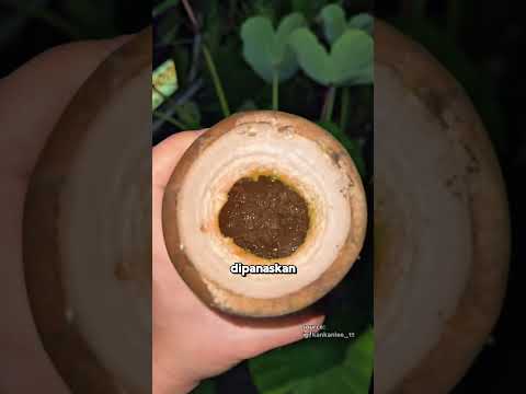 Jelly Misterius di Dalam Bambu!