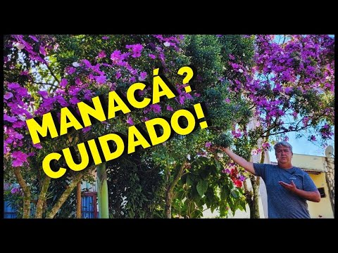 MANACÁ DA SERRA NÃO COMPRE ANTES DE ASSISTIR ESTE VÍDEO