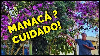 MANACÁ DA SERRA NÃO COMPRE ANTES DE ASSISTIR ESTE VÍDEO