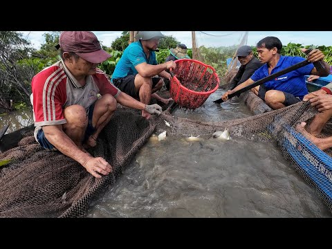 Dỡ Chà Bắt Cá Ở Miền Tây Để Ăn Tết / Clearing Fish Traps in the Mekong Delta