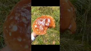 Nahraďte jedno slovo v názvu filmu slovem “HOUBY” nebo “HŘIBY” a napište do komentářů 🔥😁 #houby