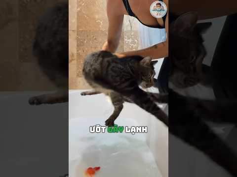 Vì sao mèo thích khều nước nhưng tắm lại chạy mất dép