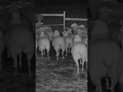 #keşfet #kangal #viralvideo #animals #shortvideo #köpek #keşfetbeniöneçıkar #wolf #kurt #dog #dogs