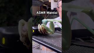 ☝️praying mantis breeding!☝️😱 #mantis #bugs #insect #nacfamily #rock_n_insectes