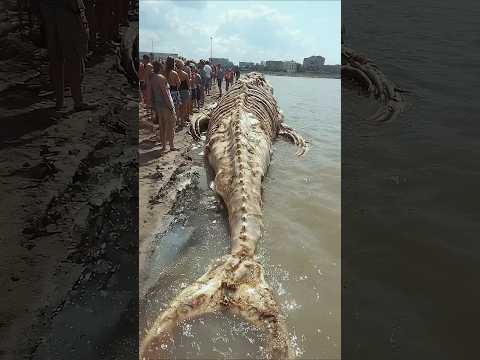 حيوانات اذا وجدها تصبح مليونير الجزء 52