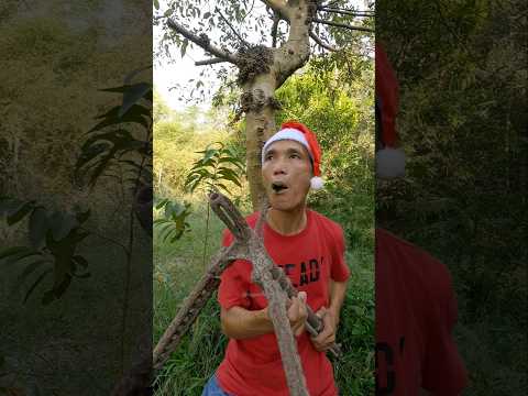 #entertainment #birdsounds #shorts