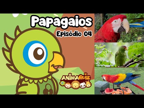 QUIZ Animazoo: CAIO o PAPAGAIO 🦜 Teste seus conhecimentos sobre os PAPAGAIOS (episódio 04)