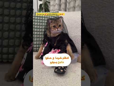 لباس عزا پوشیده واسه عروسی پاشو برو‌دربیار خجالت کشیدم از دستت#بچه_گربه #گربه#اسکاتیش#بریتیش