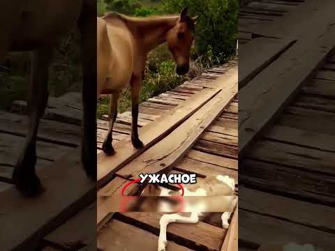 Почему лошадь разгромила магазин? 😱