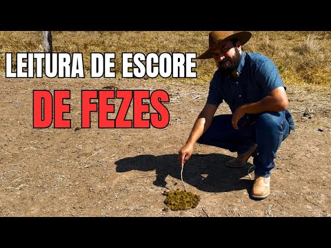 Leitura de Escore de Fezes Bovina