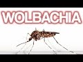 Wolbachia and Microbial Benefits