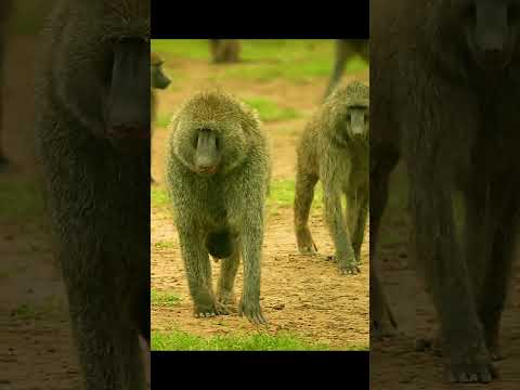 Having nearly lost it, he cherished it all the more. #animals #wildlife #shorts