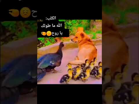 البطة الرغاية هتجنن الكلب بسبب عيلها و((الكلب اللهم طولك يا روح) #الكلاب #البط #مواقف_و_طرائف