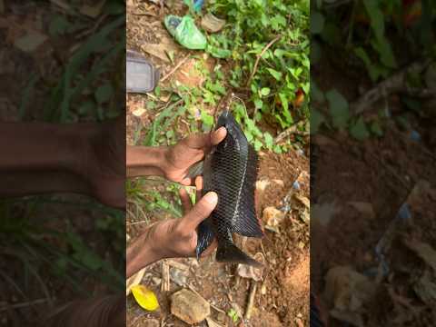 പാറ മടയിലെ കറുത്ത മീൻ 💥😯കണ്ടിട്ടുണ്ടോ! !#fishingvideo #fishing