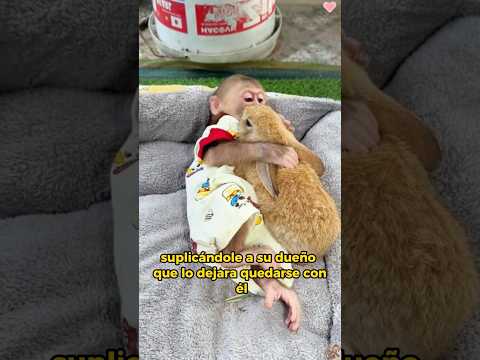 The kind monkey adopted a rabbit #animals #Friendship #Us