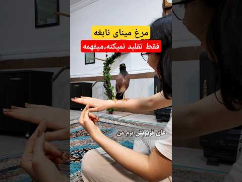 حرف گوش کردن مرغ مینای باهوش😍. #مینا #پرنده #باهوش #نابغه #فارسی #خاص #birds #pets #shorts #talking