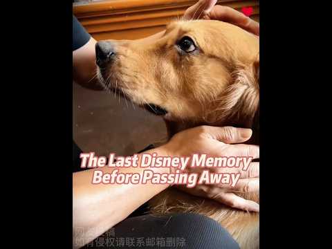 Her dog cried before passing away#animals #shorts