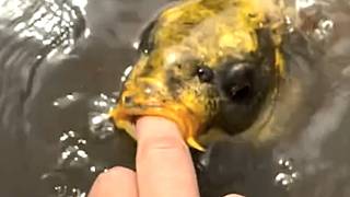 Fish amazes with dog-like traits