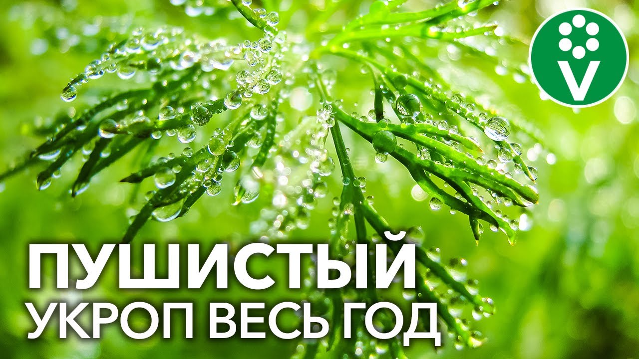Укроп круглый год! Как вырастить пушистый укроп в открытом грунте и на подоконнике