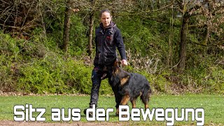 Sitz aus der Bewegung Hundesport/Unterordnung