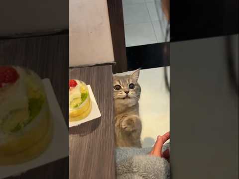 चिंकी घर का सामान बर्बाद किया! #shortvideo