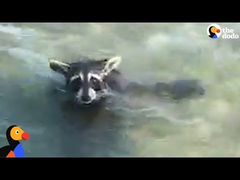 EXHAUSTED Raccoon Rescued From MIDDLE Of A Bay