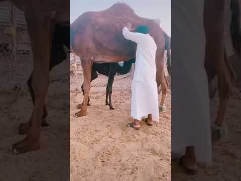 عز الله انك راعيها #قناة_البادية_الرسمية