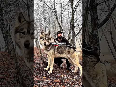 Joe Rogan Vs Wolf😳