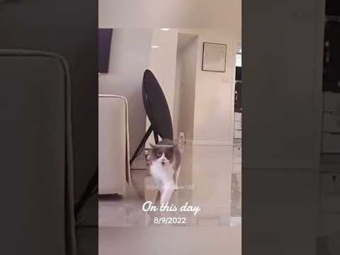 Funny Pets | 2024? Funny Dogs And Funny Cats Videos ? ? ? #142