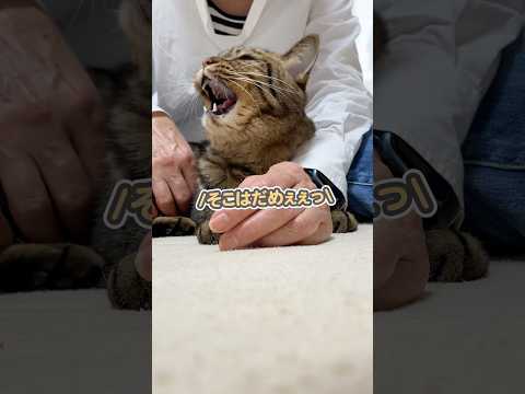 お母さんに大事な所を触られて、「そこはだめぇっ」と注意する猫