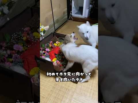 亡き兄犬を全力で守ろうとする妹犬#shorts
