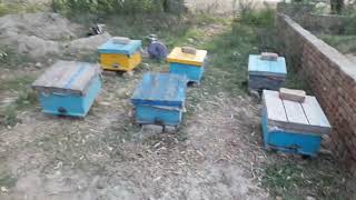 Poison Effects At My Honey Bee Farm