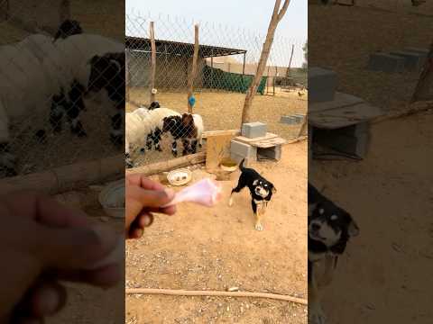 كلب الحراسه. تابعني تستفيد ✅