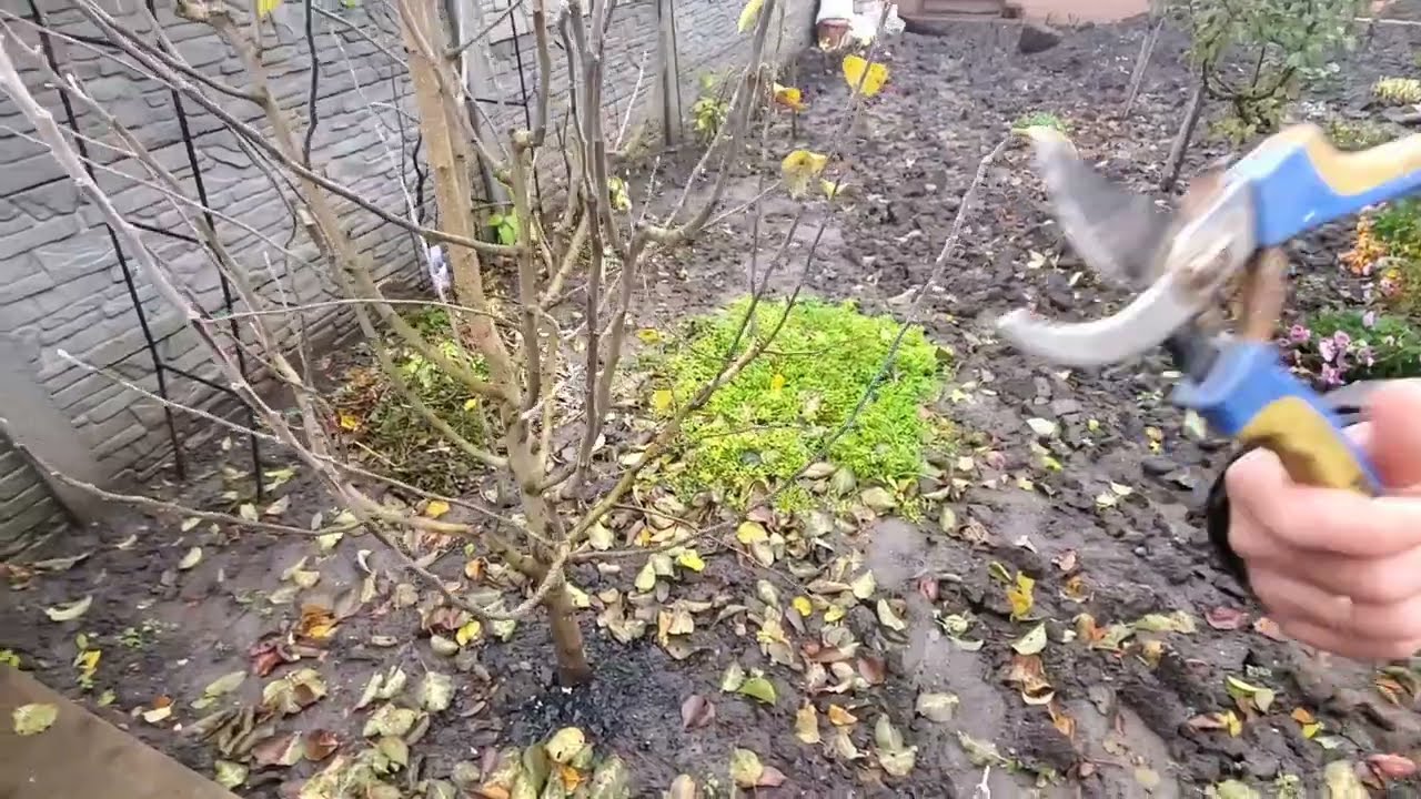 Обрезка фруктовых деревьев! Как думаете куда лучше пересадить? :)