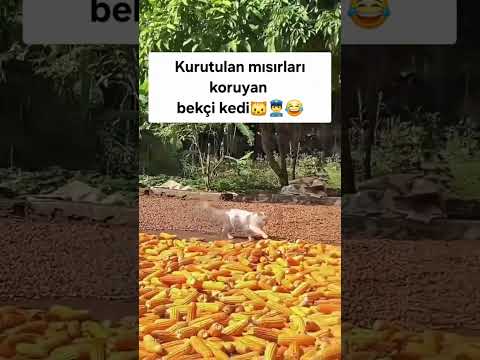 Koruma Görevlisi🥰 #shorts #pati #pet #pets #cat #security  #nature #keşfet #reels #viral @endogaltv