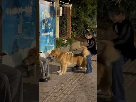 ご主人の夫を探してあげるリトリバー