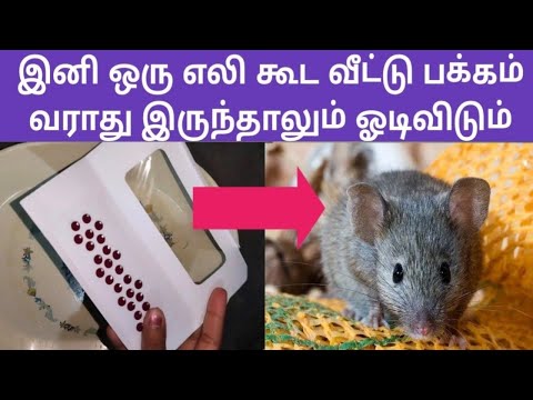 இனி ஒரு எலி கூட வீட்டுபக்கம் வராது இருந்தாலும் ஓடிவிடும் #reuse #tips #rat #reuseidea #homeremedies