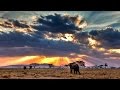 Nature's Resilience and Species Recovery