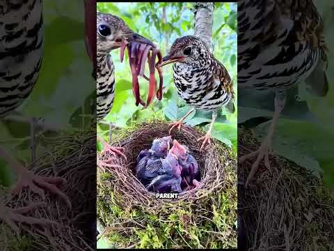 How These Birds Raise Their Chicks as a Team😮