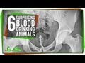 Blood-Drinking Animals and Their Behavior