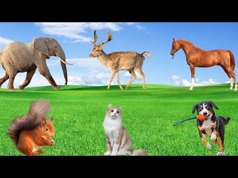 Wild Animal Sounds - Elephant, Horse, Monkey, Chicken, Dog, Cat