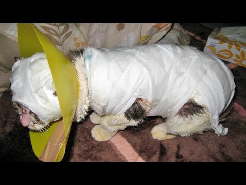 ガソリンをかけられ火をつけられた猫が幸せになるまでの記録【保護猫・地域猫】