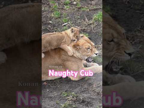 いたずらっ子👼Naughty Cub. #shorts  #lion #baby
