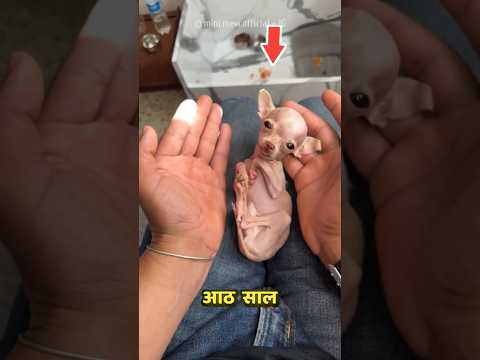 300g Weight | 8 Years Old Dog ๐ญ