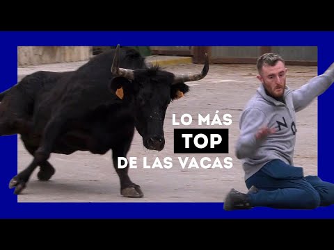 MOMENTOS DIVERTIDOS CON VACAS BRAVAS DEL AÑO 2022 😂😅