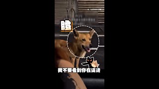 【里長bro上線】男友夜巡訓話浪浪！小黃眼神超有戲