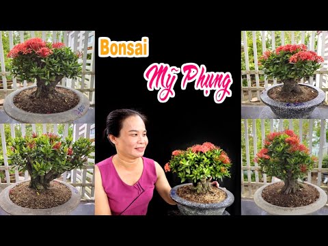 Mỹ Phụng 13/12 chào bán Lô Trang Bonsai Mini Để Bàn  #0939866039