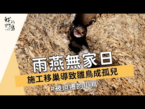 【鳥類保育】雨燕無家日｜施工移巢導致雛鳥成孤兒 (我們的島 1163集 2022-07-04) - YouTube(20分13秒)