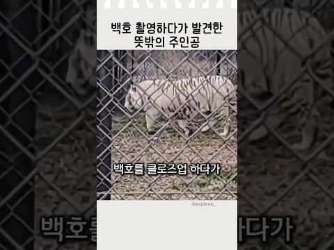 백호 촬영하다가 발견한 뜻밖의 주인공 #웃긴영상 #동물쇼츠