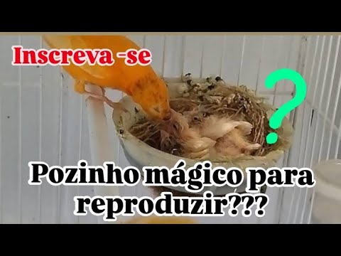 Existe este pozinho mágico para reproduzir canários??? - Canáril do Alemão